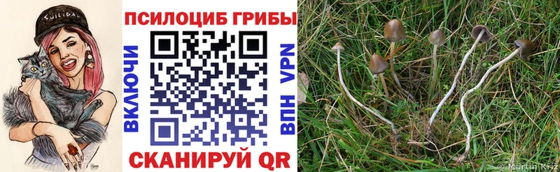 Галлюциногенные грибы Cubensis Красногорск